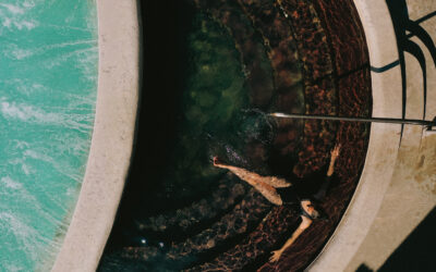 Soaking for Your Heart? The Surprising Link Between Hot Springs and Heart Health
